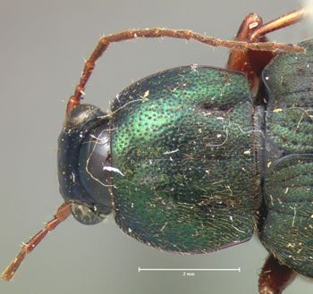 Media type: image;   Entomology 8002 Aspect: pronotum dorsal